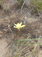 Moraea bituminosa