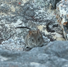 Elephantulus edwardii