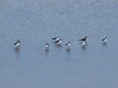 Himantopus mexicanus