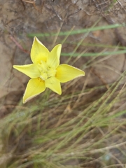 Moraea bituminosa