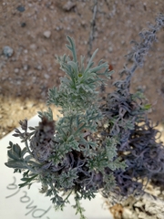 Artemisia pycnocephala