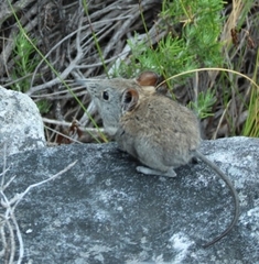 Elephantulus edwardii