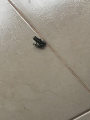 Dendrobates truncatus