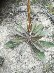 Berkheya herbacea