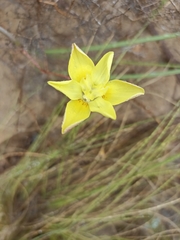 Moraea bituminosa