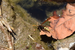 Polistes xanthogaster