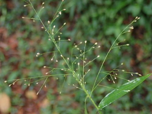 Cyrtococcum