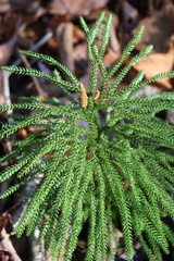 Dendrolycopodium dendroideum