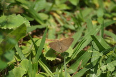 Cissia phronius