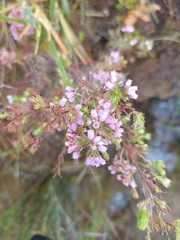 Erica hirtiflora