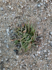 Plantago coronopus