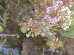 Erica hirtiflora