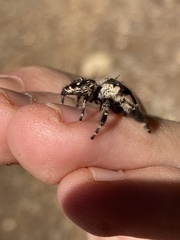 Phidippus otiosus