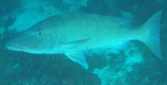 Lethrinus olivaceus