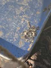 Phidippus otiosus