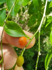 Schaefferia frutescens