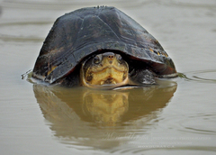 Kinosternon scorpioides