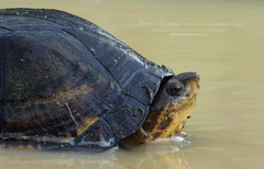 Kinosternon scorpioides