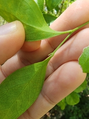 Schaefferia frutescens