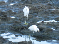 Egretta thula