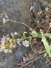 Symphyotrichum ascendens