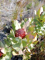 Leucadendron tinctum