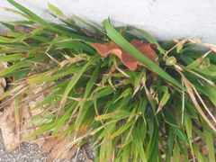 Brachypodium sylvaticum