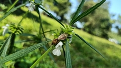 Agonoscelis versicoloratus