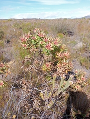 Leucadendron tinctum