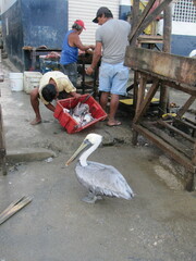 Pelecanus occidentalis