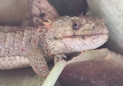 Abronia lythrochila