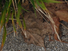 Brachypodium sylvaticum