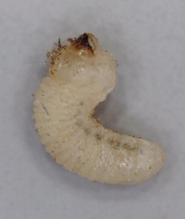 Bostrichidae