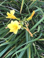 Hemerocallis