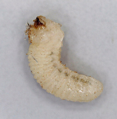 Bostrichidae