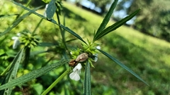 Agonoscelis versicoloratus