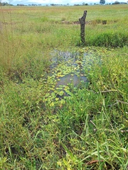 Sagittaria guayanensis