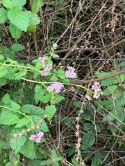 Lantana montevidensis