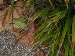 Brachypodium sylvaticum