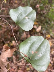Smilax