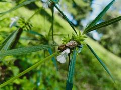 Agonoscelis versicoloratus