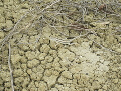 Microlophus occipitalis