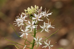 Thelypodium wrightii