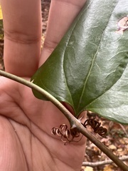 Smilax