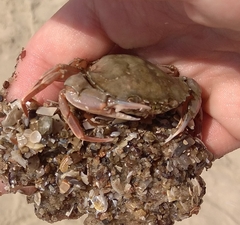 Liocarcinus depurator