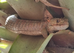 Abronia lythrochila