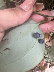 Smilax