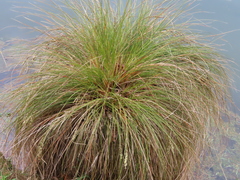 Carex secta