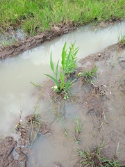 Limnocharis laforestii