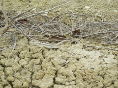 Microlophus occipitalis